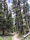 Trail