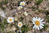 Wildflowers