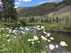 Wildflowers by Water