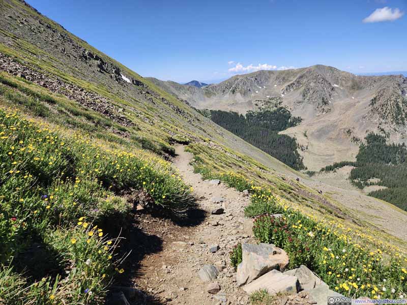 Trail among Flowery Field