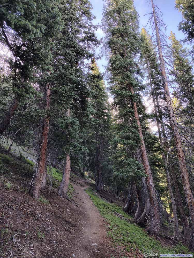 Trail