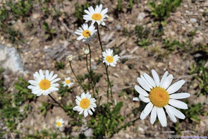 Wildflowers