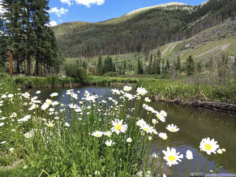 Wildflowers by Water