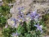 Wildflowers