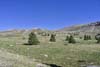 Alpine Meadow