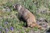 Marmot