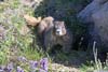 Marmot