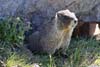 Marmot