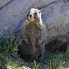 Marmot