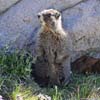 Marmot