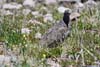 Rock Ptarmigan