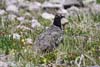 Rock Ptarmigan