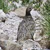 Rock Ptarmigan