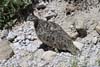 Rock Ptarmigan