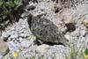 Rock Ptarmigan