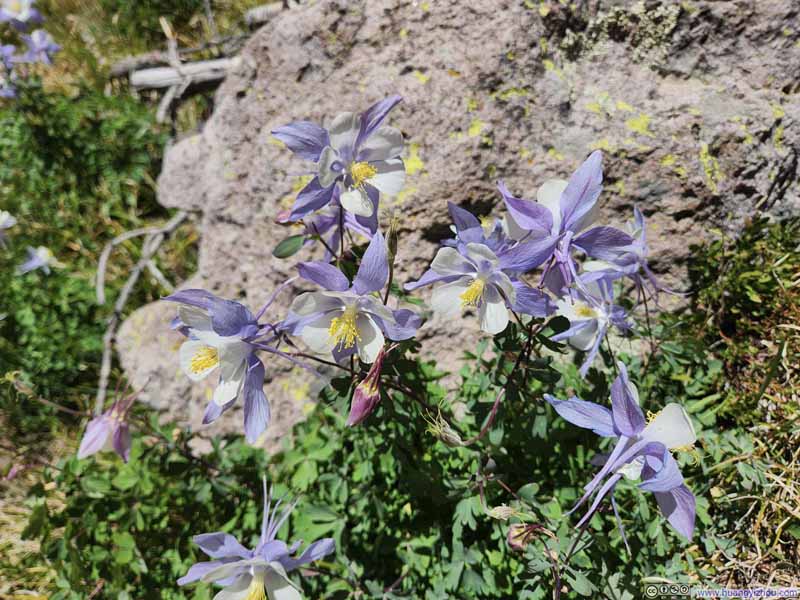 Wildflowers