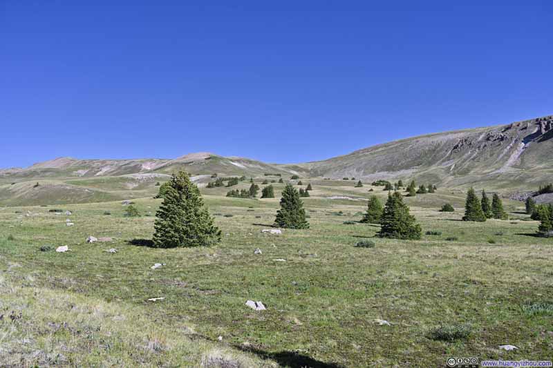 Alpine Meadow