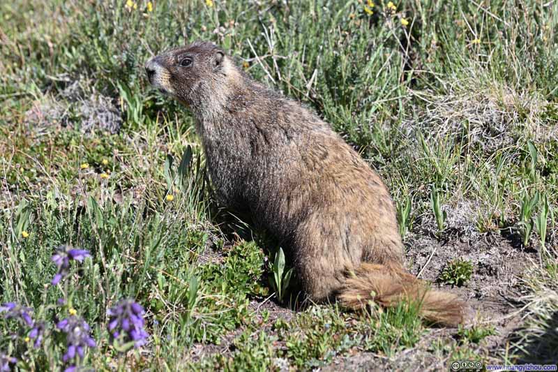 Marmot
