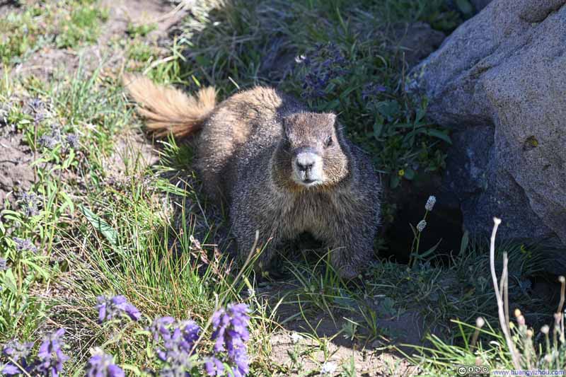 Marmot