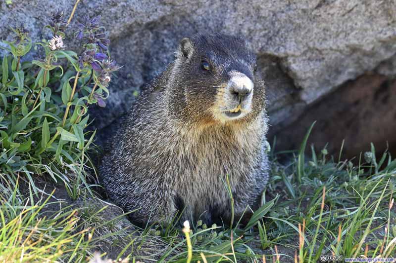 Marmot