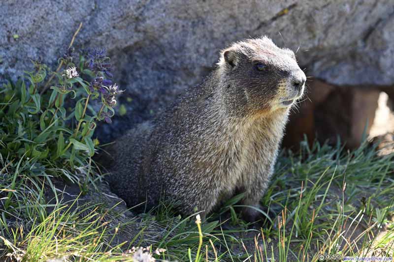 Marmot