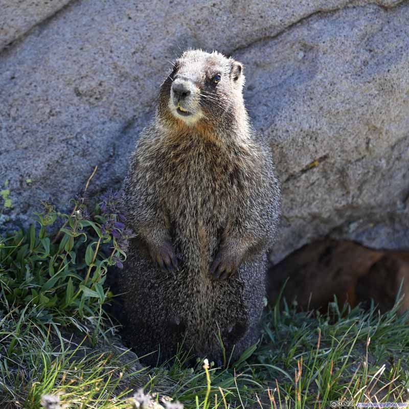Marmot