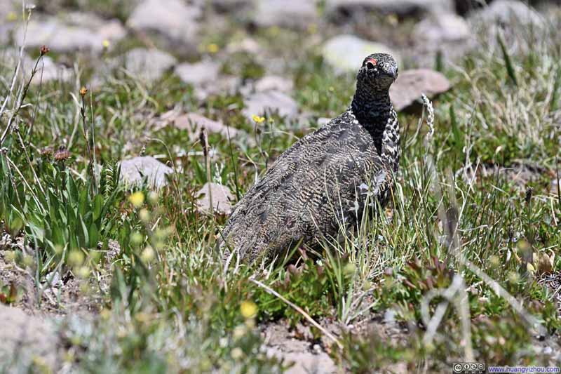 Rock Ptarmigan