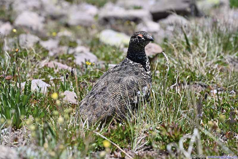 Rock Ptarmigan