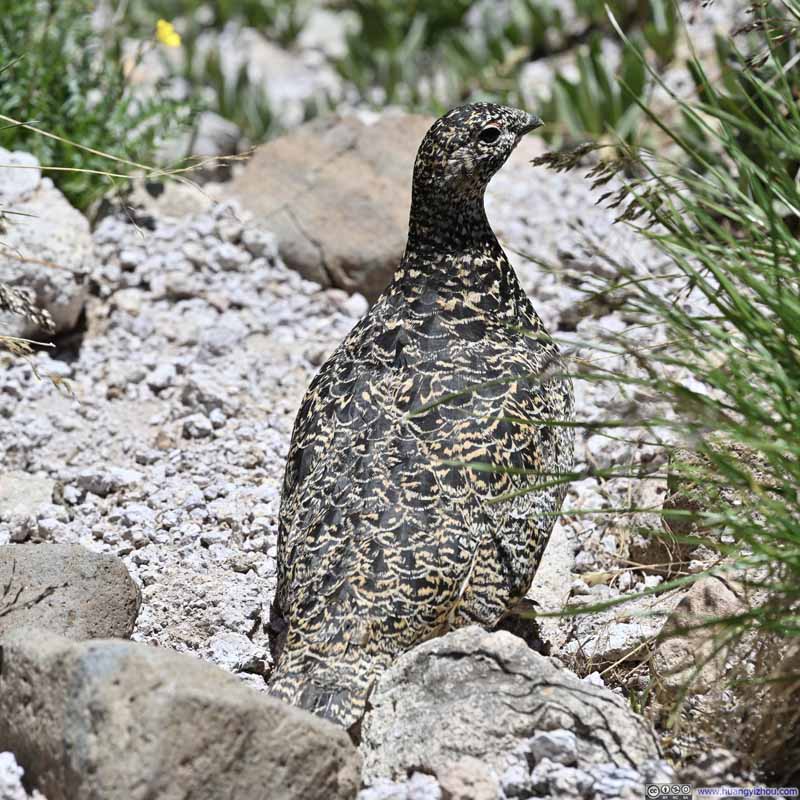 Rock Ptarmigan