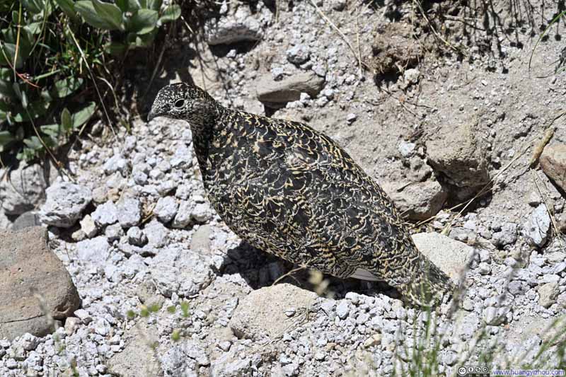 Rock Ptarmigan