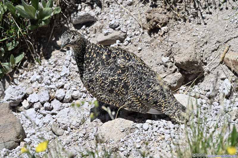 Rock Ptarmigan