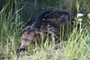 Deer Resting along Trail