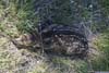 Deer Resting along Trail