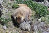 Marmot