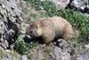 Marmot