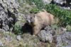 Marmot