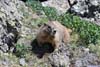 Marmot