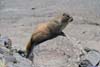 Marmot