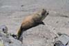 Marmot