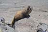 Marmot