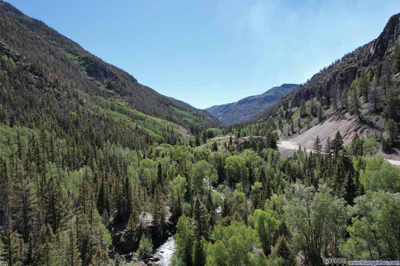Trees along Henson Creek