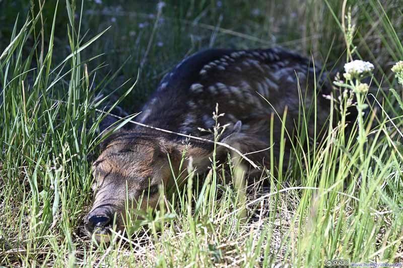 Deer Resting along Trail