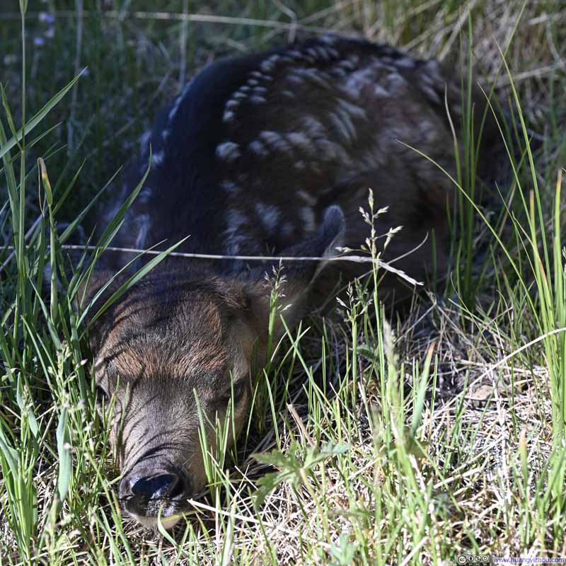 Deer Resting along Trail
