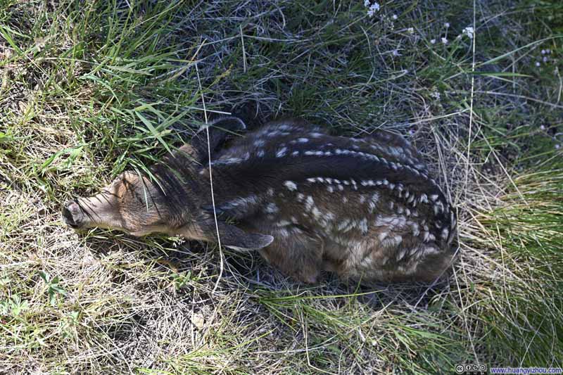Deer Resting along Trail