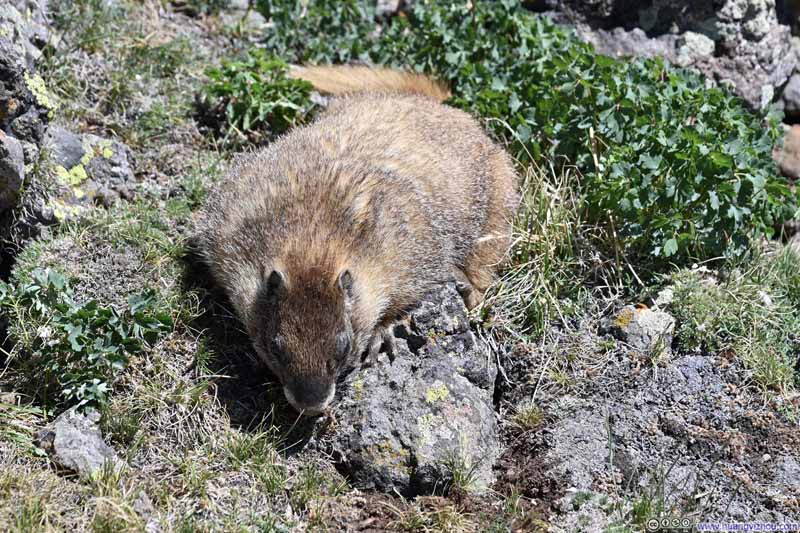 Marmot