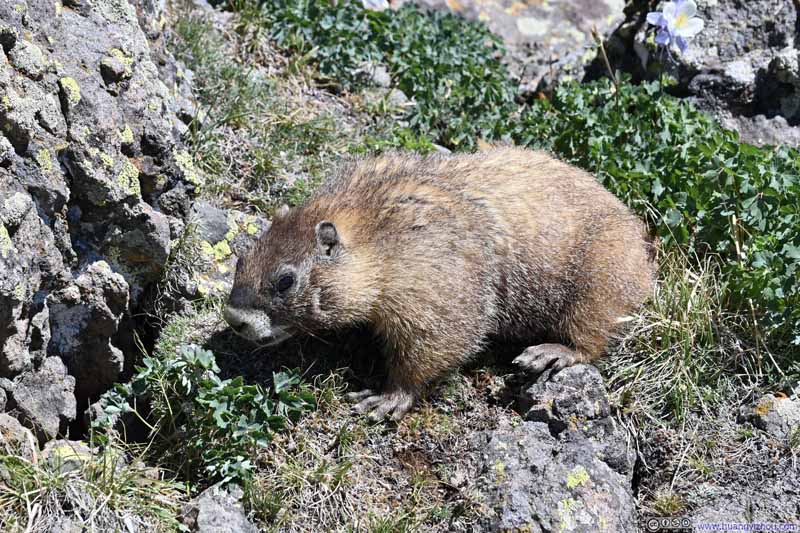 Marmot