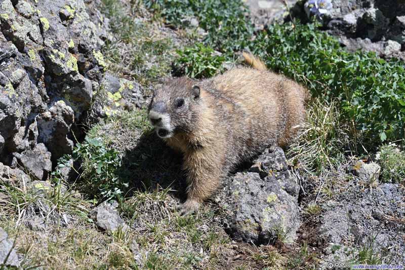 Marmot