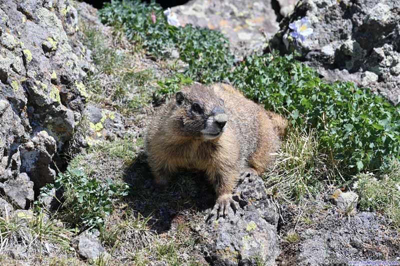 Marmot