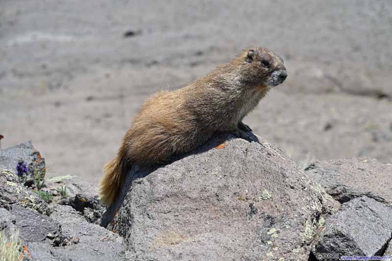 Marmot