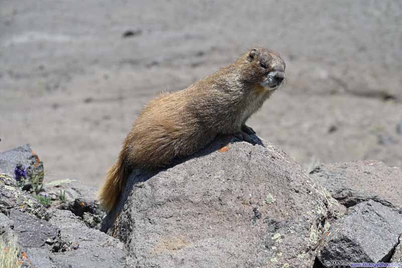 Marmot